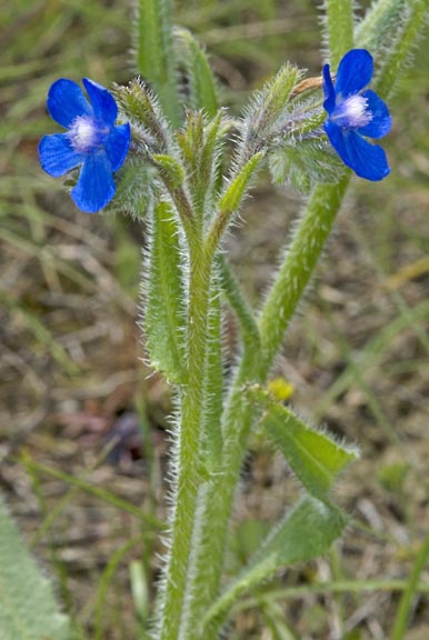anchusa azurea 2 graphic
